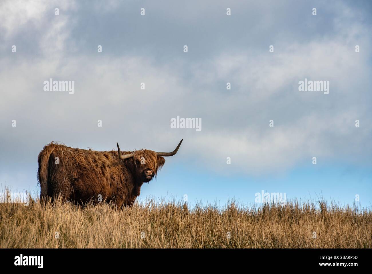 A highland cow on the Isle of Skye, Hebrides, Scotland Stock Photo - Alamy