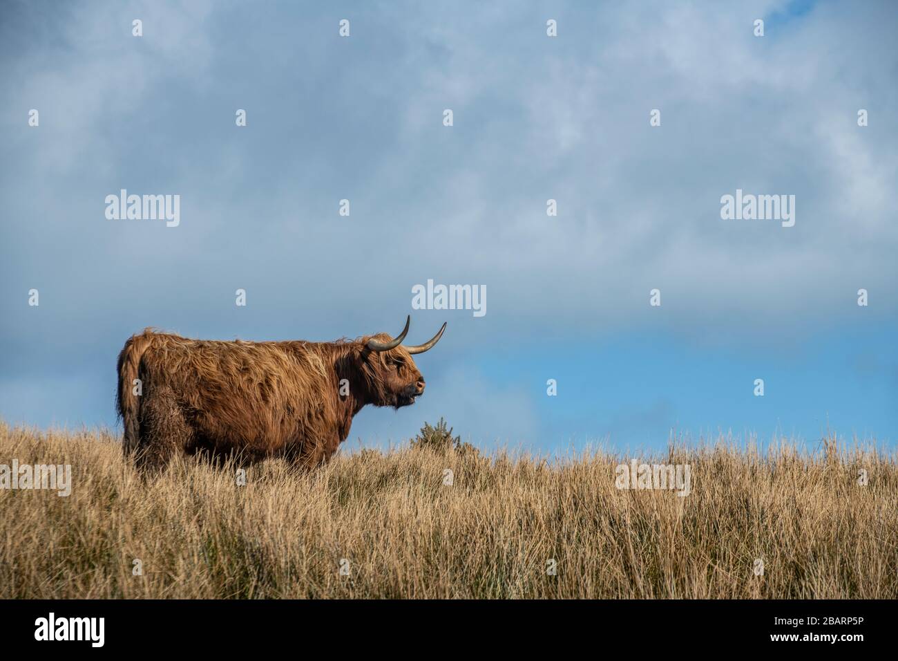 A highland cow on the Isle of Skye, Hebrides, Scotland Stock Photo - Alamy