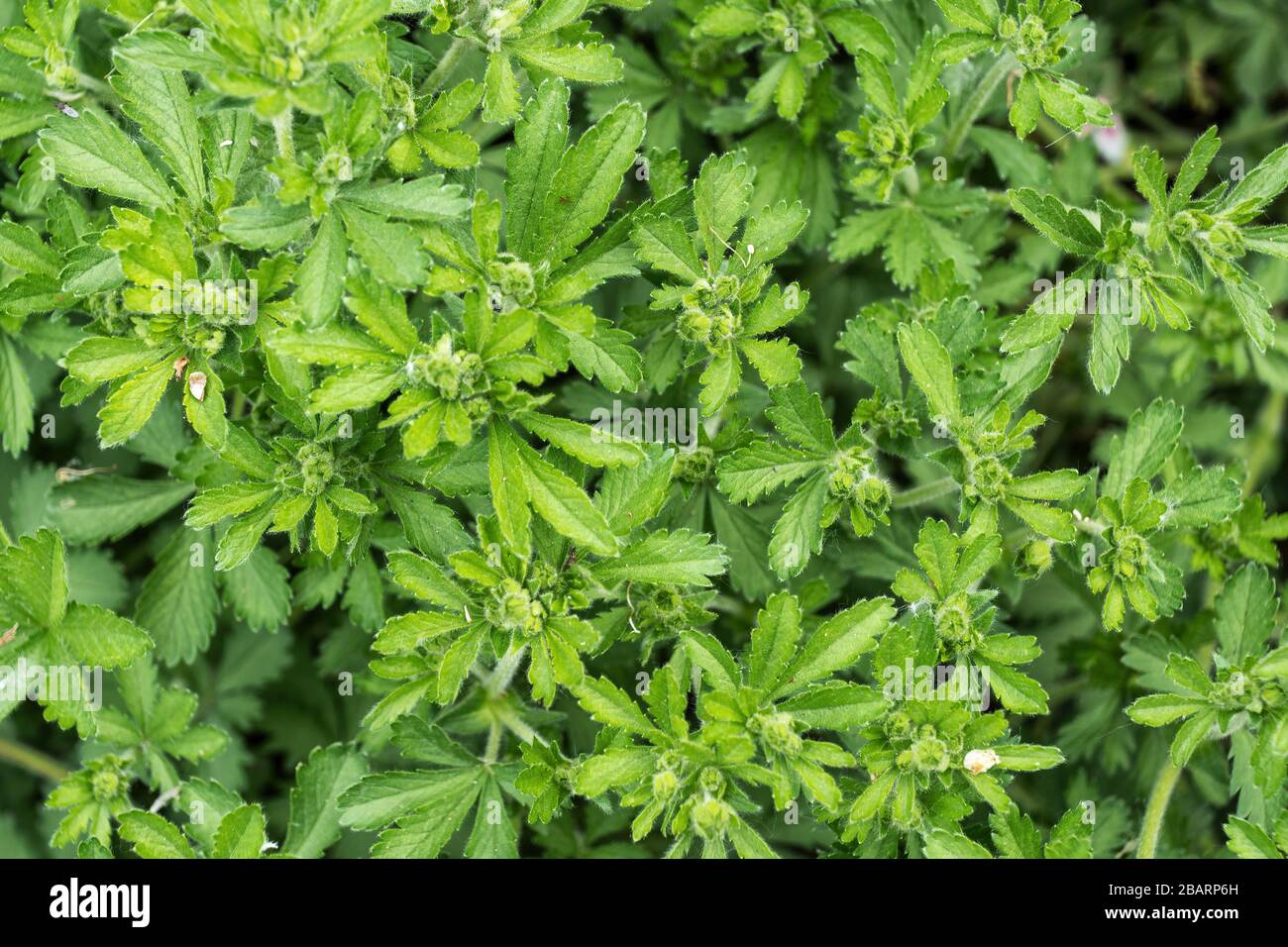 European Cinquefoil (Potentilla thuringiaca) plant, family: Rosaceae Stock Photo