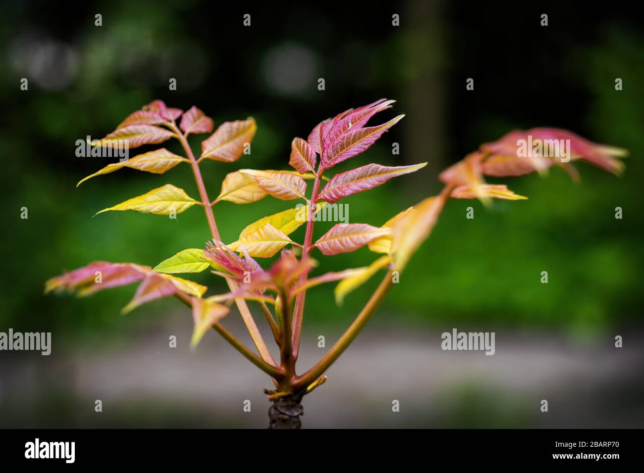 Toona sinensis 'Flamingo' tree - Chinese mahogany or Chinese cedar, family: Meliaceae, macro shot Stock Photo