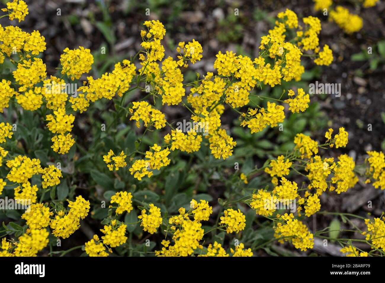 Aurinia saxatilis - Basket of Gold or Golden Alyssum yellow blooming flowers, evergreen parennial plant native to Asia and Europe Stock Photo