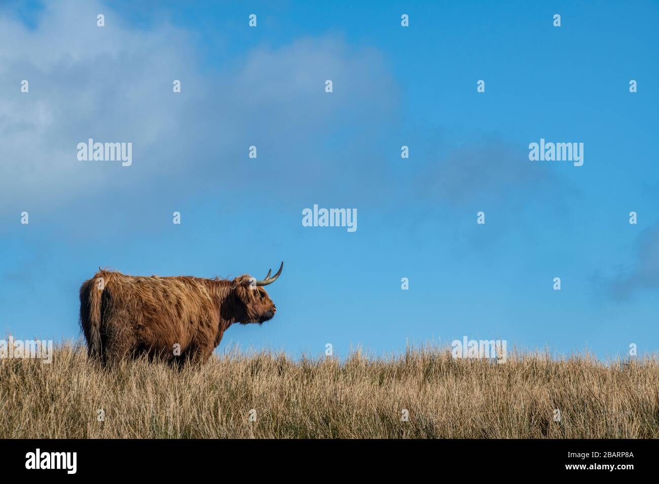 A highland cow on the Isle of Skye, Hebrides, Scotland Stock Photo - Alamy