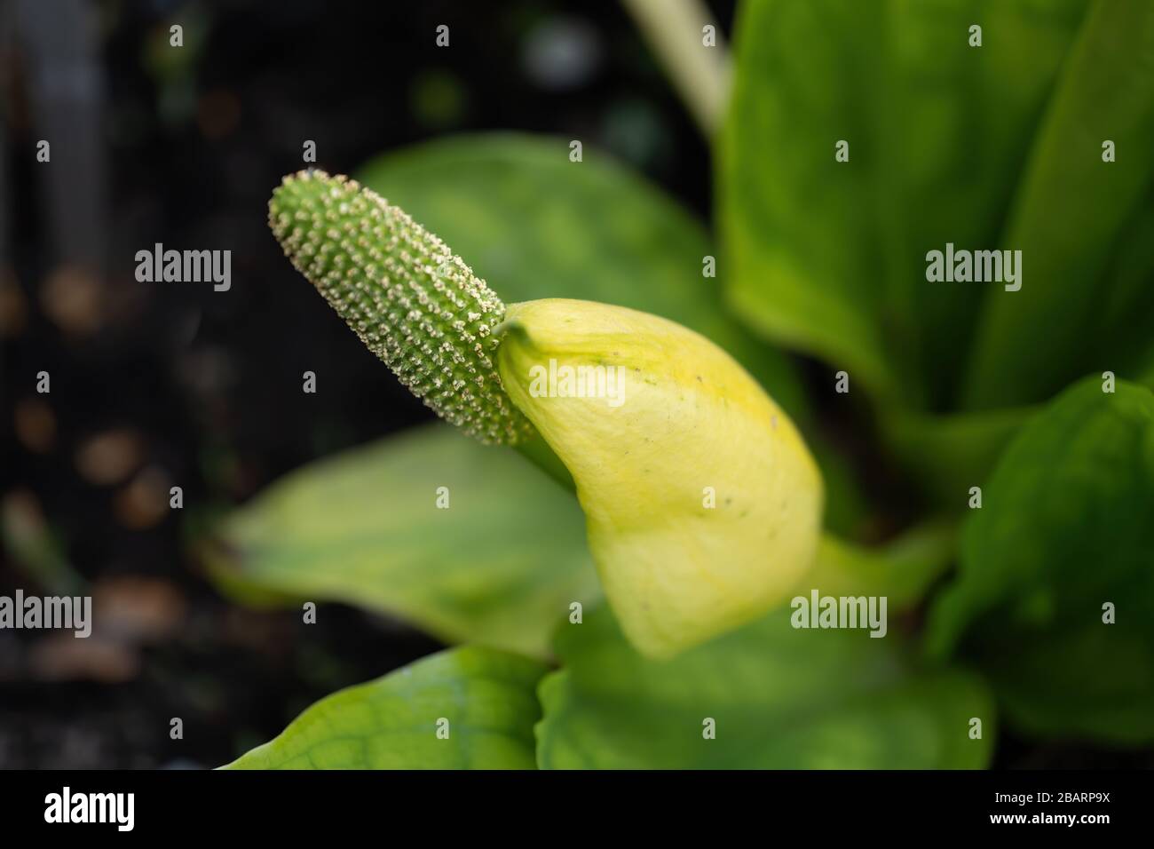 Lysichiton americanus Western Skunk Cabbage, family: Araceae, region: North America Stock Photo