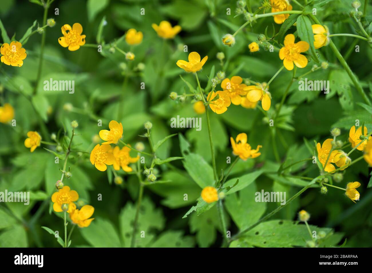 Ranunculus lanuginosus, Woolly buttercup blooming flowers, family: family: Ranunculaceae Stock Photo