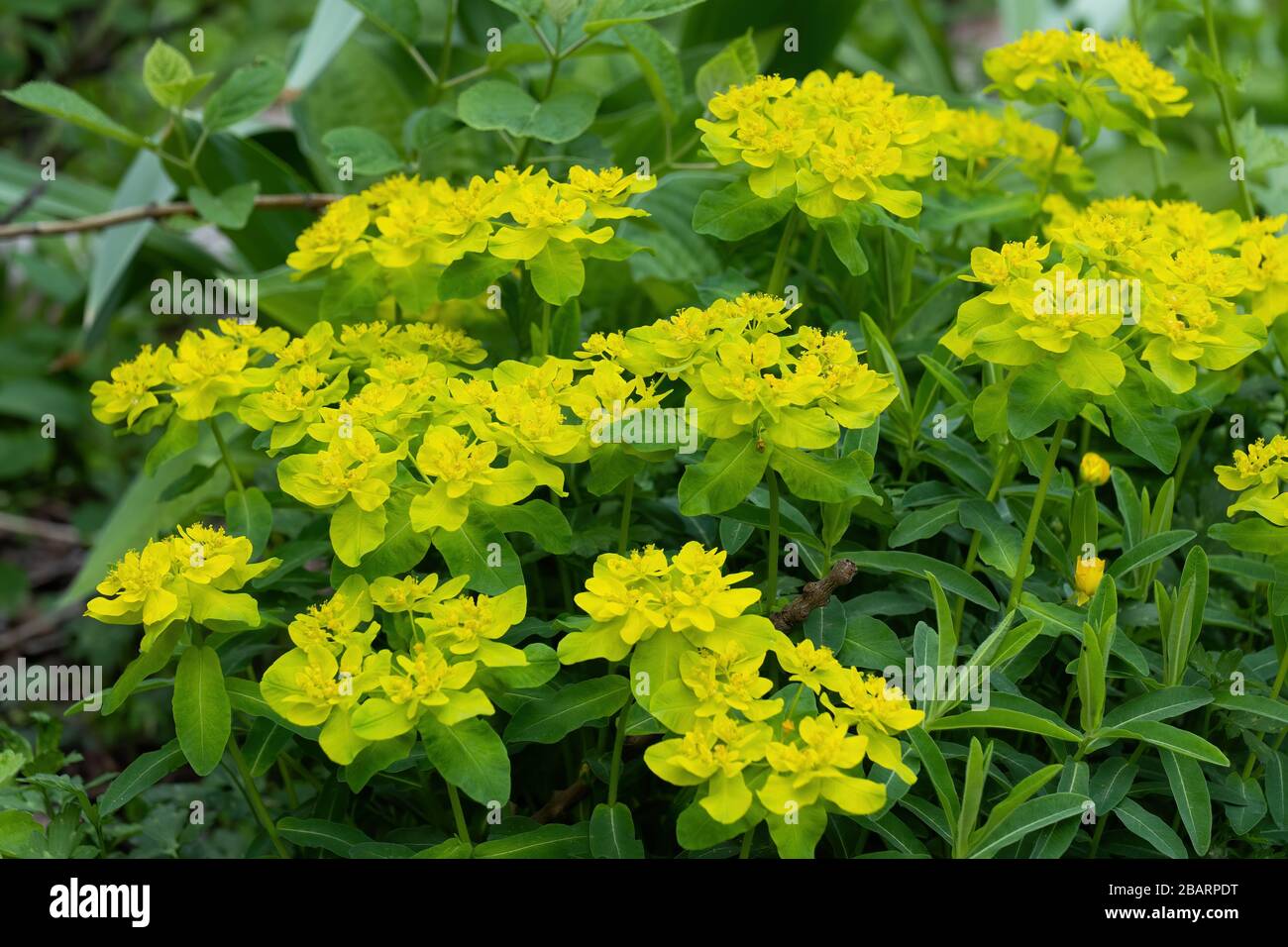 Cushion spurge Euphorbia epithymoides (E. polychroma) yellow flowers, family: Euphorbiaceae Stock Photo