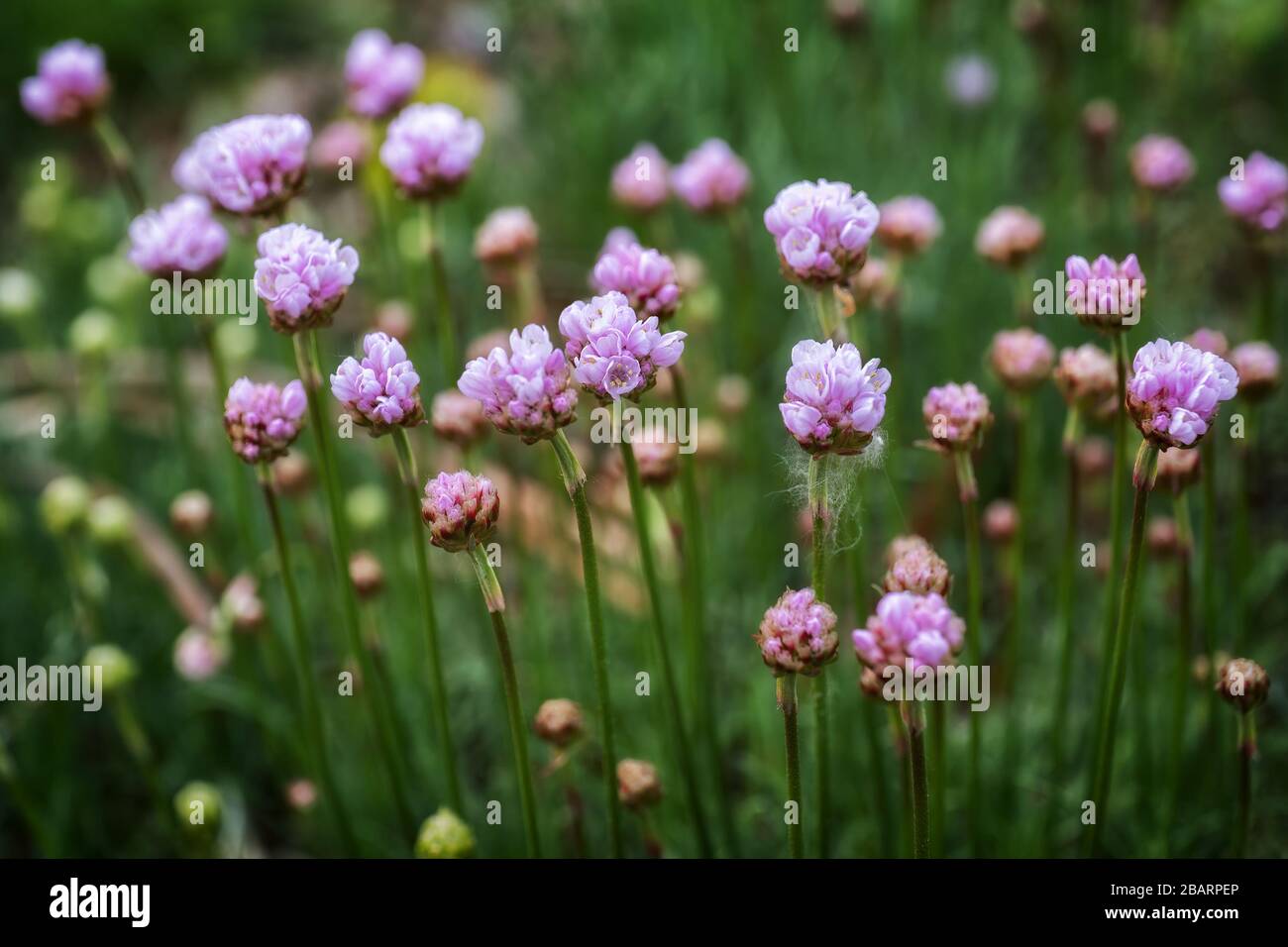 Armeria maritima - thrift, sea thrift or sea pink flowers, family: Plumbaginaceae, smooth bokeh Stock Photo