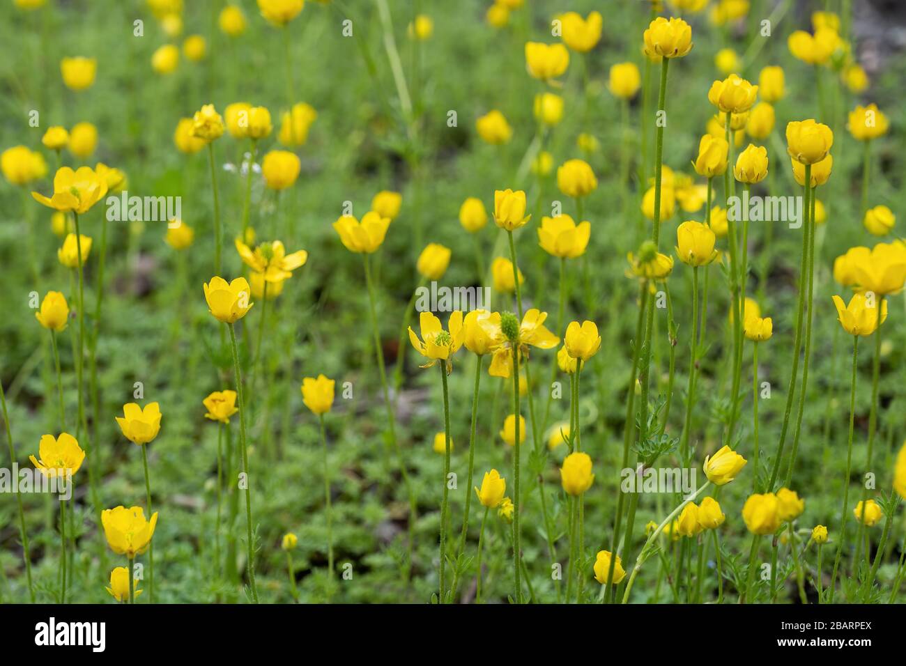 Ranunculus millefoliatus Vahl crowfoot yellow flowers, family: Ranunculaceae Stock Photo