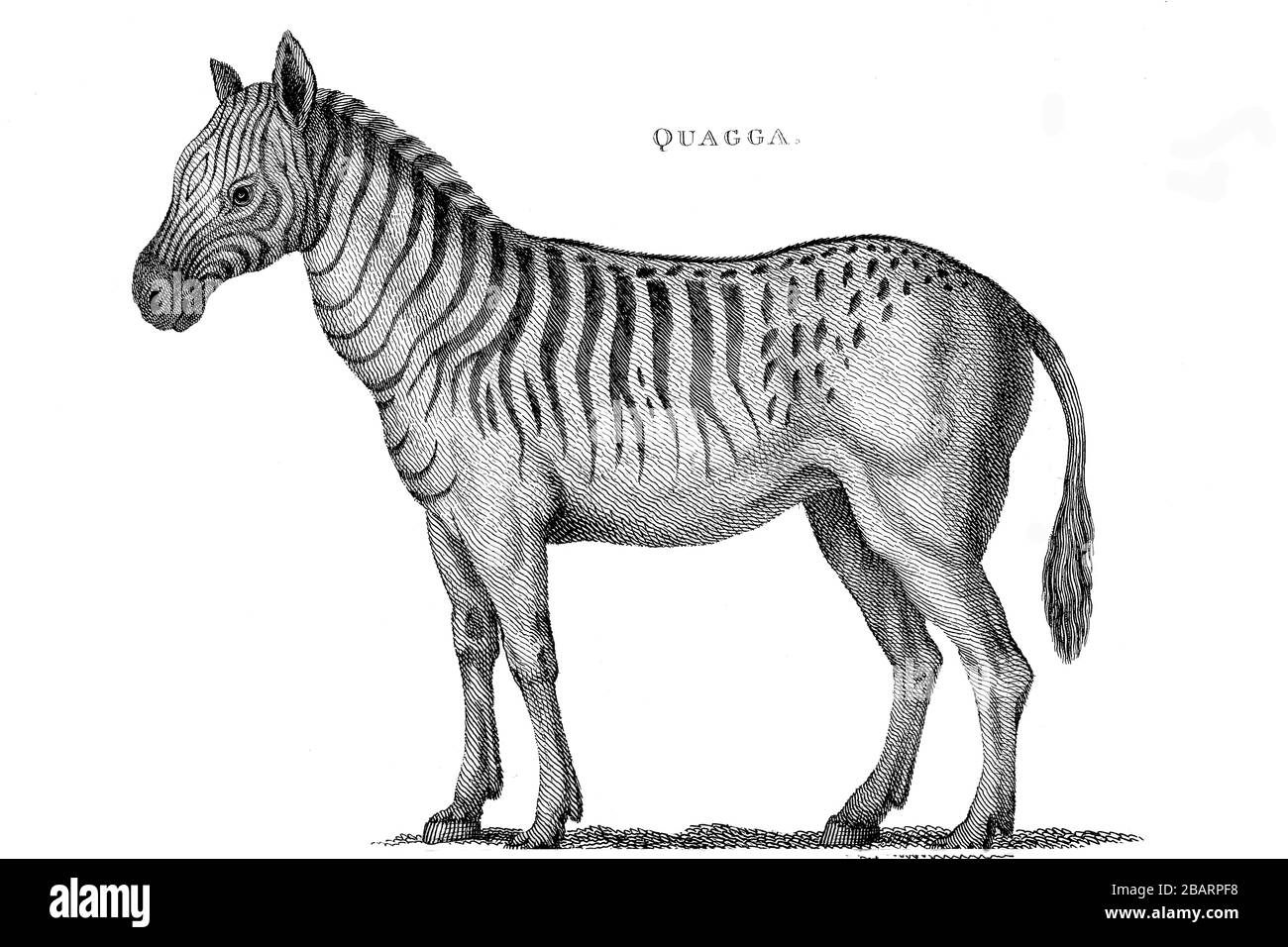 Extinct Quagga from General zoology, or, Systematic natural history Vol II Part 2 Mammalia, by Shaw, George, 1751-1813; Stephens, James Francis, 1792- Stock Photo