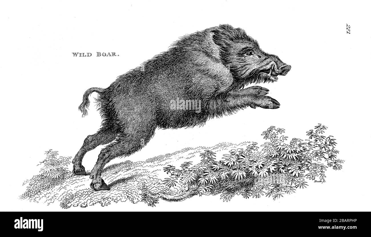 Wild Boar (Sus scrofa) from General zoology, or, Systematic natural history Vol II Part 2 Mammalia, by Shaw, George, 1751-1813; Stephens, James Franci Stock Photo