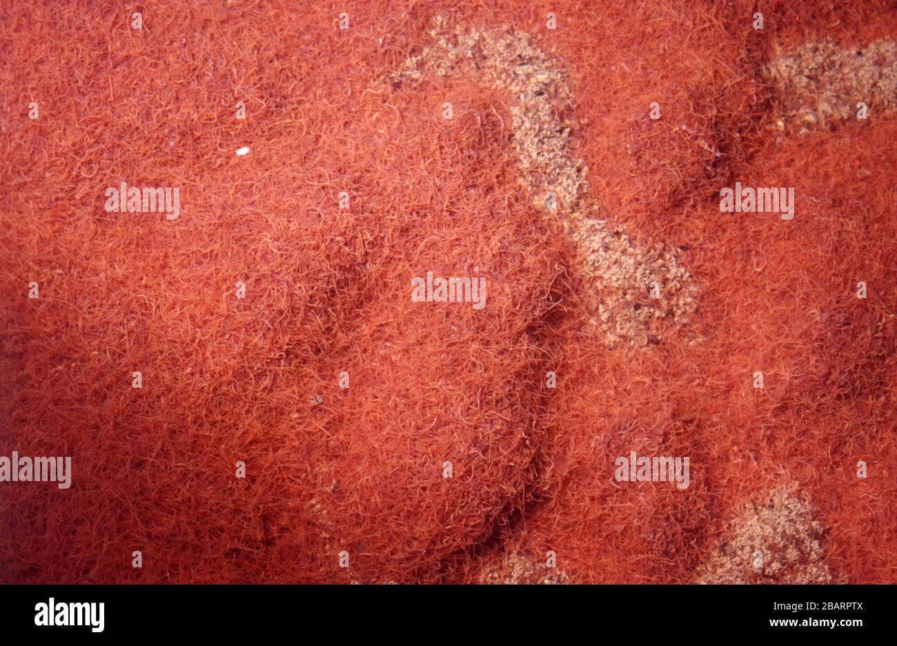 Tubifex worms for fish food Stock Photo