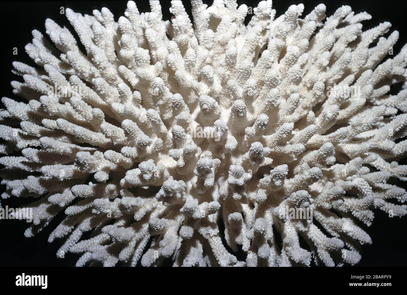 Coral skeleton hires stock photography and images Alamy