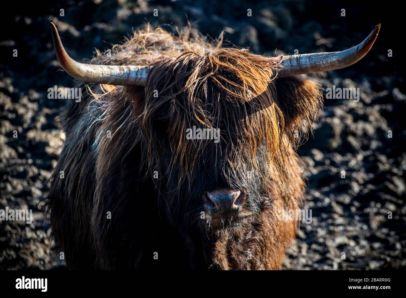 A highland cow on the Isle of Skye, Hebrides, Scotland Stock Photo - Alamy