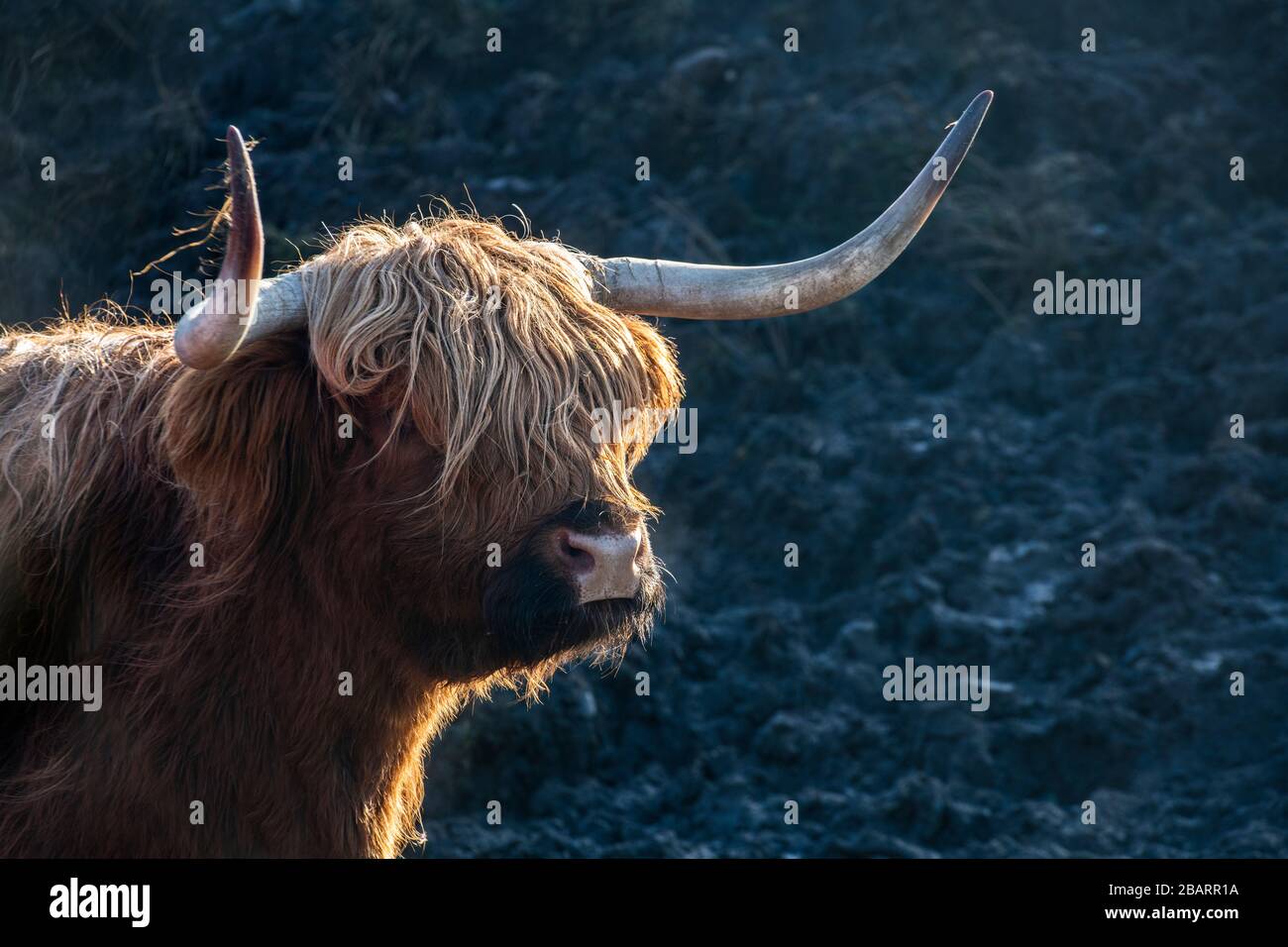 A highland cow on the Isle of Skye, Hebrides, Scotland Stock Photo - Alamy