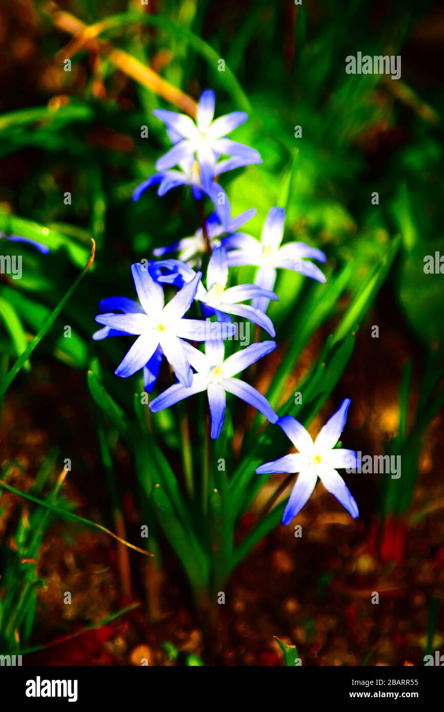 blue star flower Stock Photo