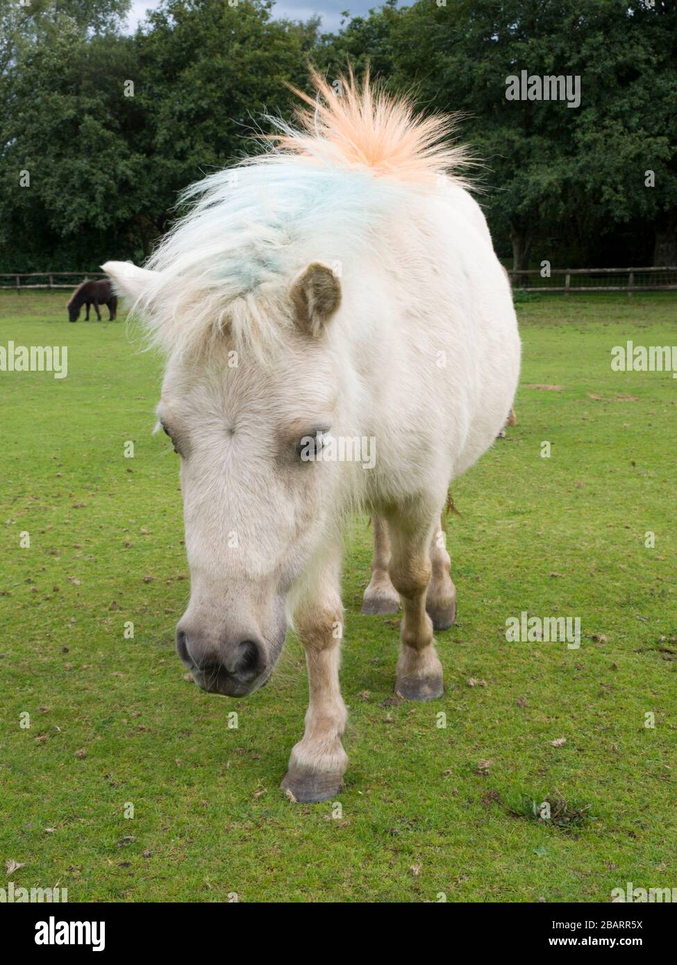 Punk Pony, Miniature white pony with blue and orange mane,  The Miniature Pony Centre, Dartmoor, Devon, UK Stock Photo