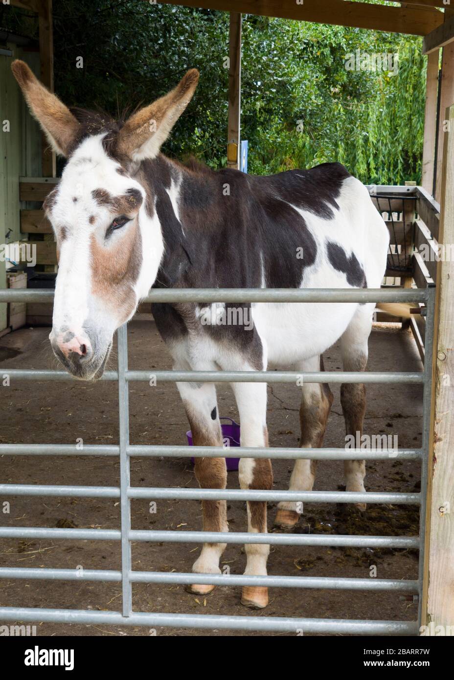 American mammoth jackstock hires stock photography and images Alamy