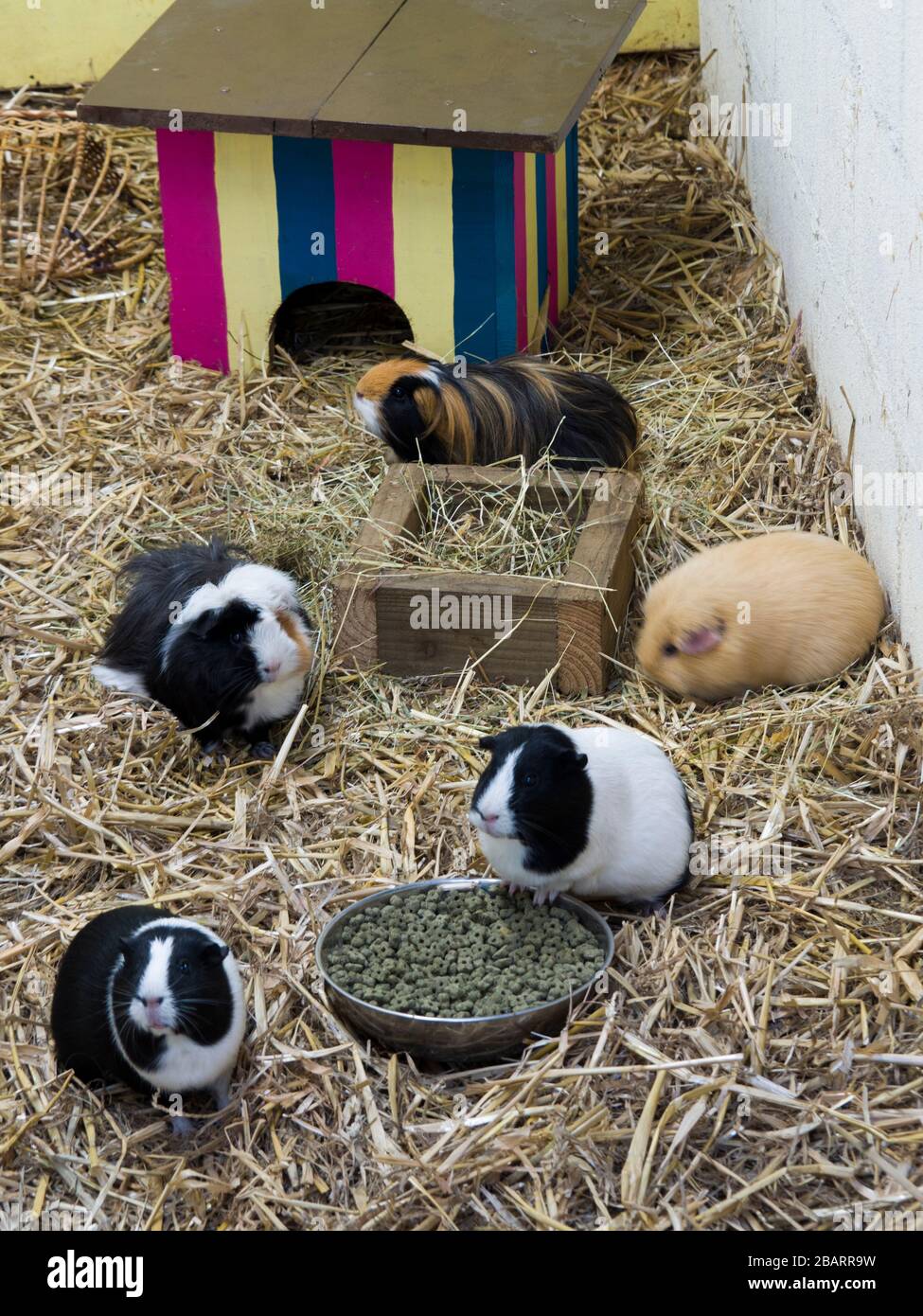 Domestic guinea pigs  (Cavia porcellus), UK Stock Photo