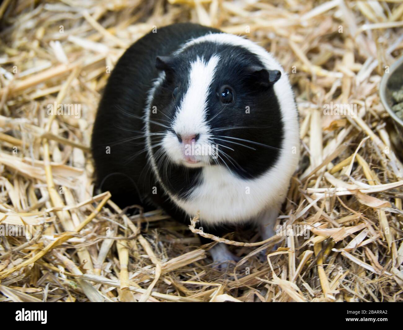 Domestic guinea pig (Cavia porcellus), UK Stock Photo