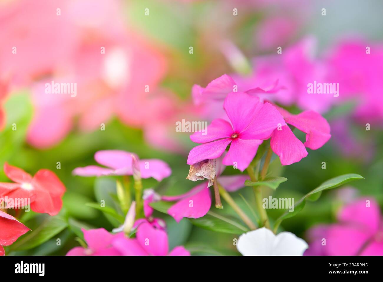Rose periwinkle, Old maid, Madagascar Periwinkle, in garden. Stock Photo