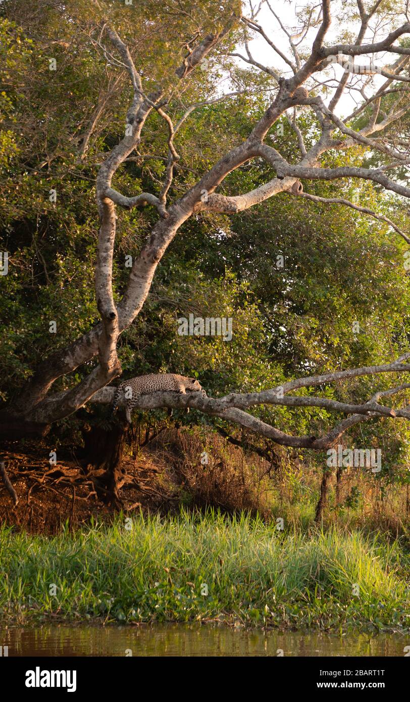 A Jaguar (Panthera onca) resting on a tree above the water in the Pantanal of Brazil Stock Photo