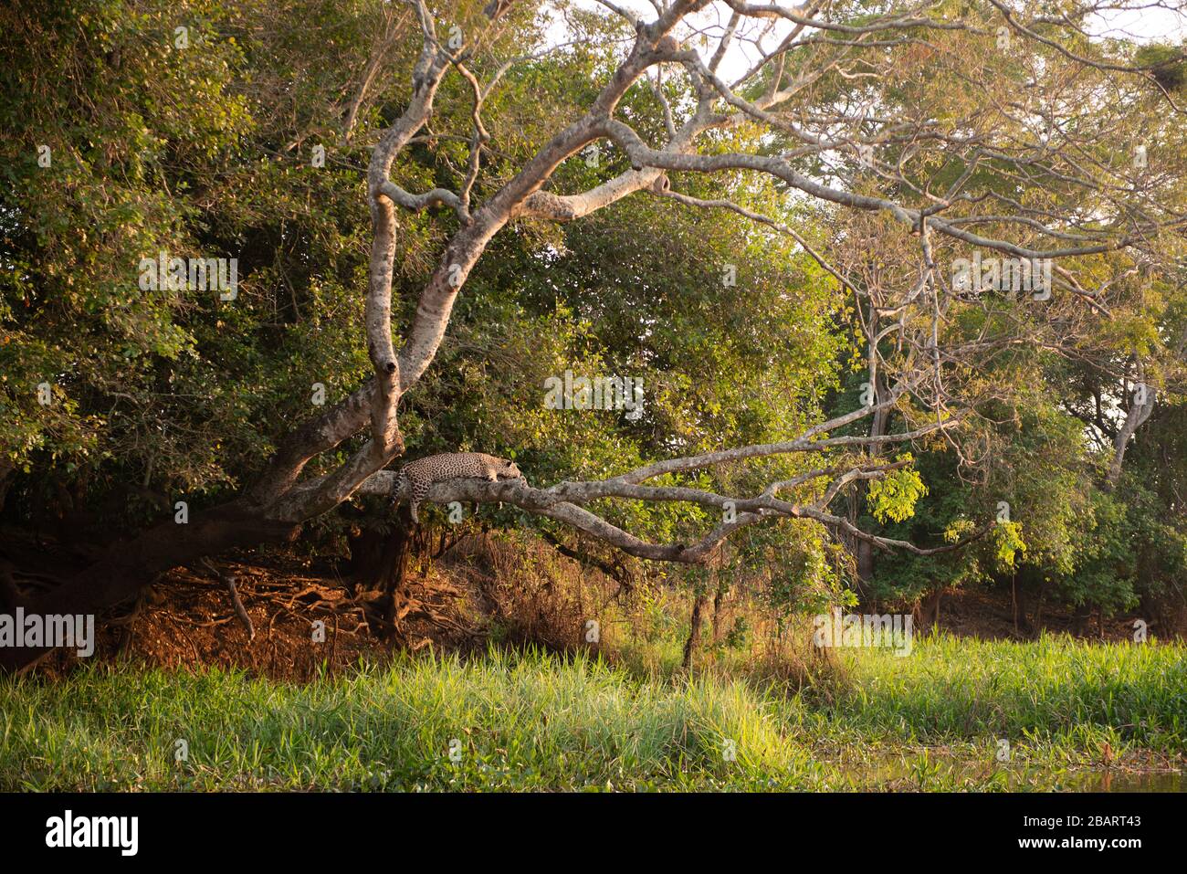 A Jaguar (Panthera onca) resting on a tree above the water in the Pantanal of Brazil Stock Photo