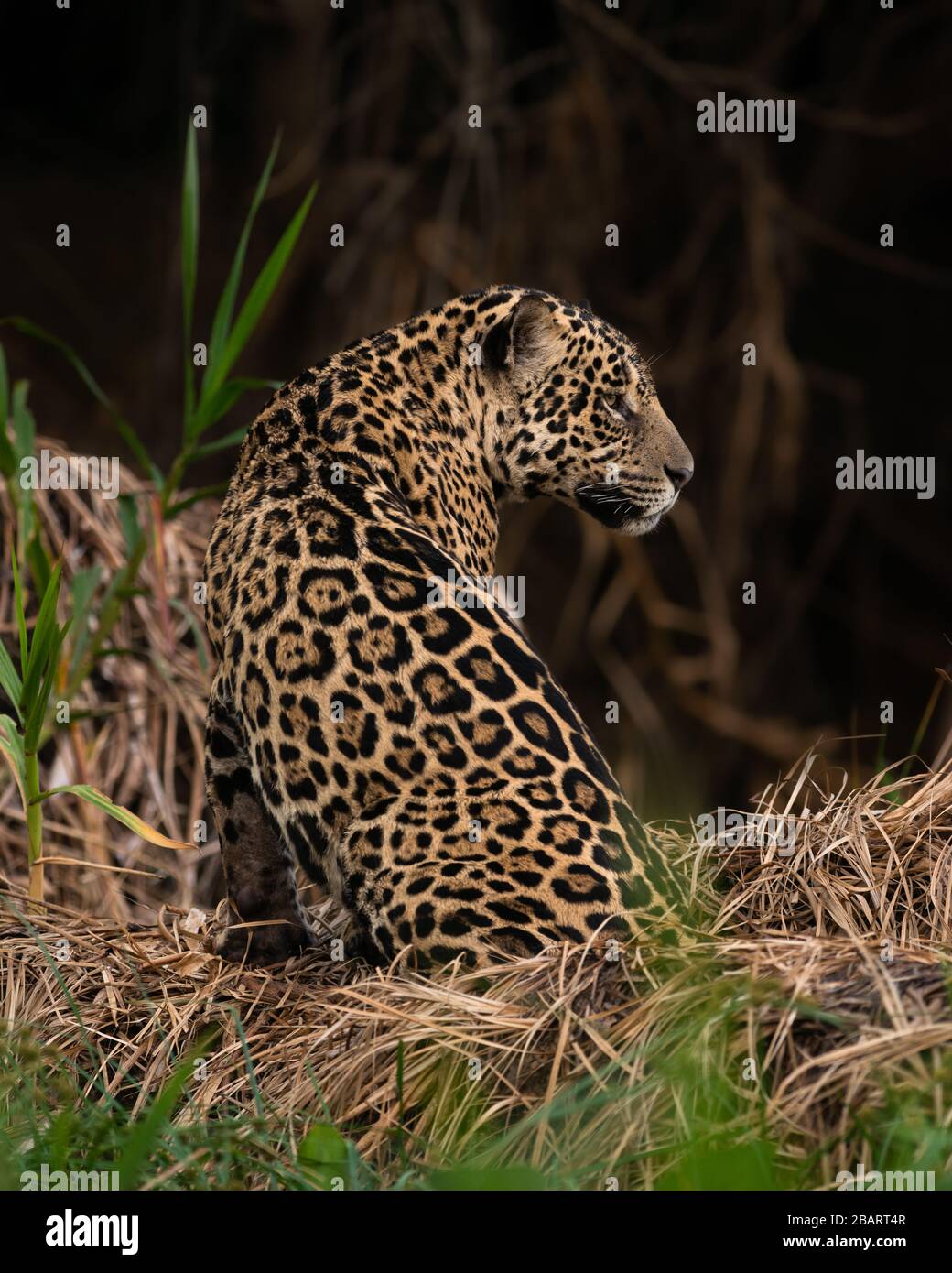 A wild Jaguar (Panthera onca) from the Pantanal of Brazil Stock Photo