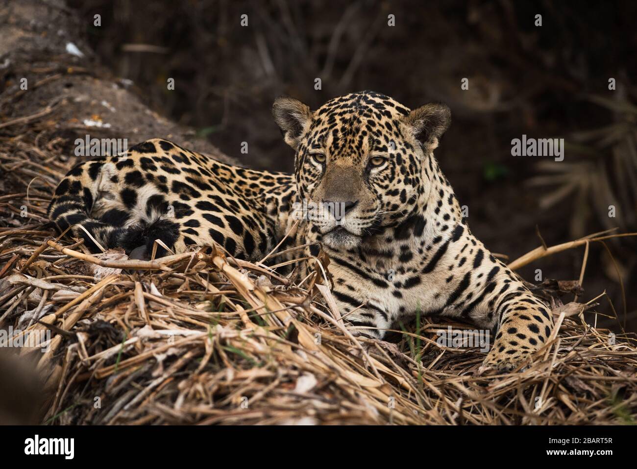 A wild Jaguar (Panthera onca) from the Pantanal of Brazil Stock Photo
