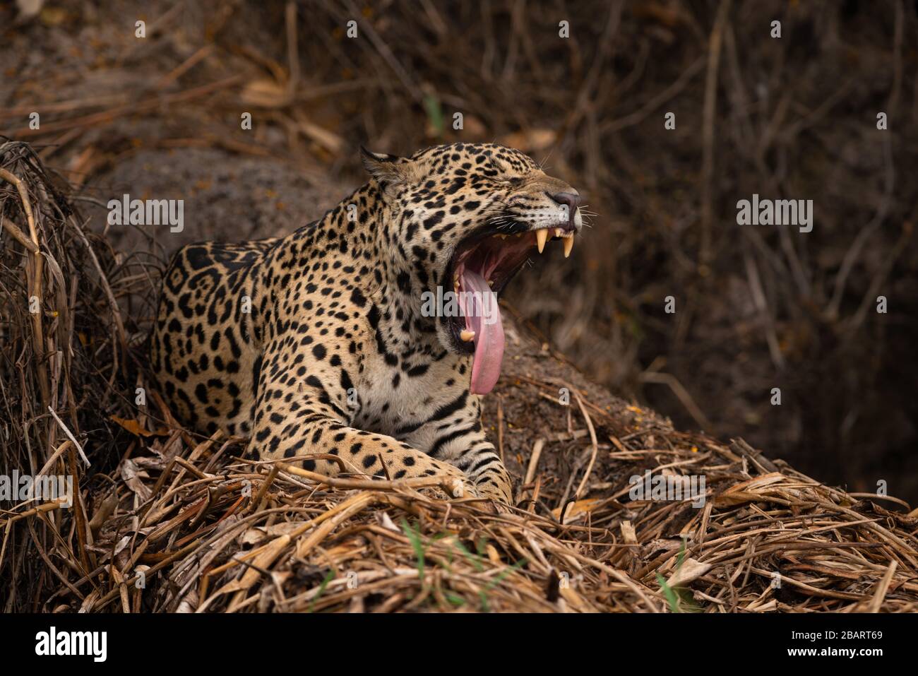 Wild Jaguar yawning, Pantanal, Brazil Stock Photo