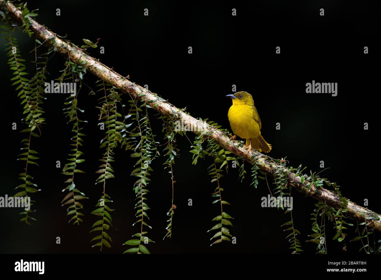 Yellow-olive Tanager (Orthogonys chloricterus) Stock Photo