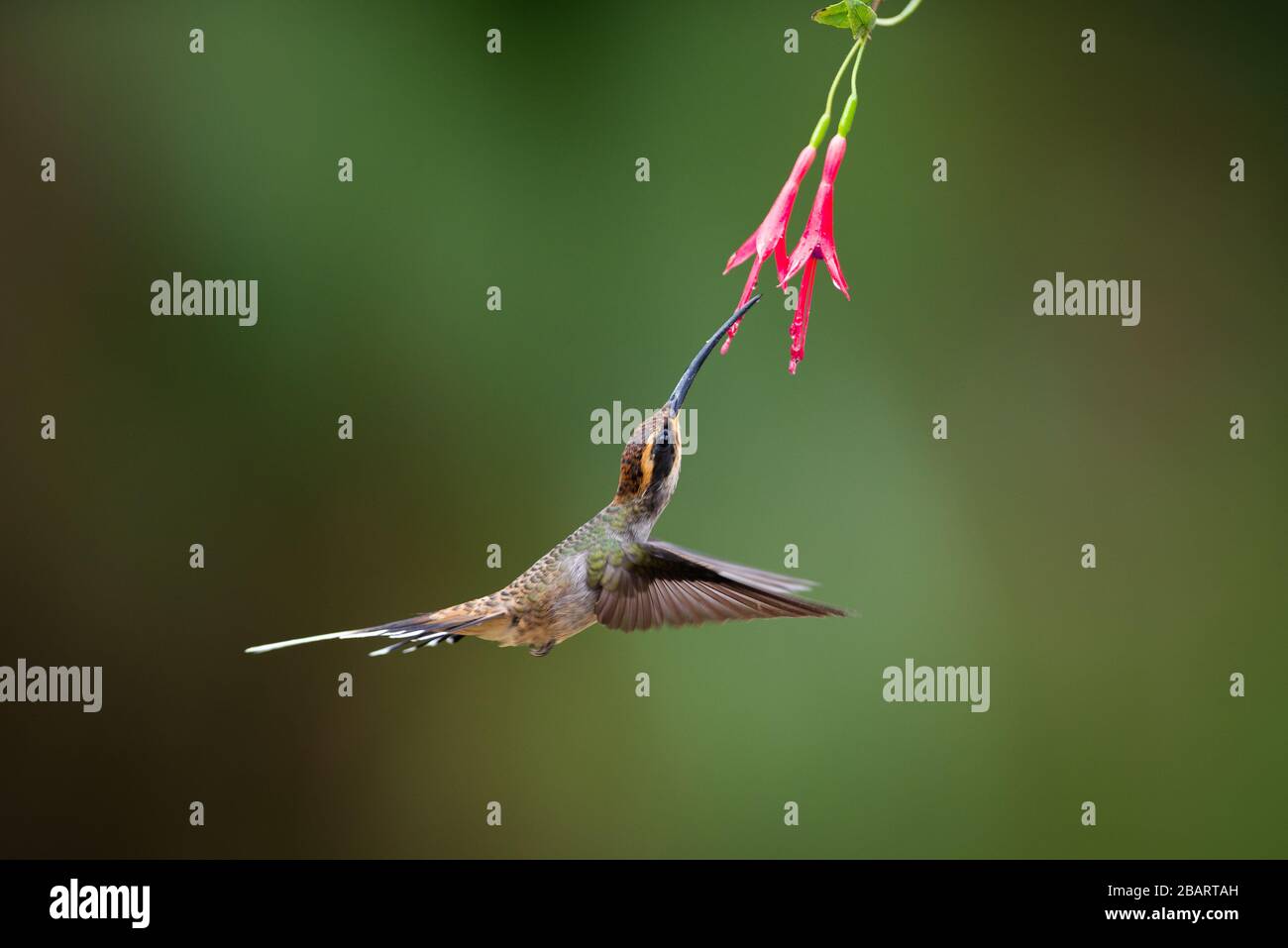 Scale-throated Hermit (Phaethornis eurynome) visiting a native Fuchsia flower from the Atlantic Rainforest of SE Brazil Stock Photo