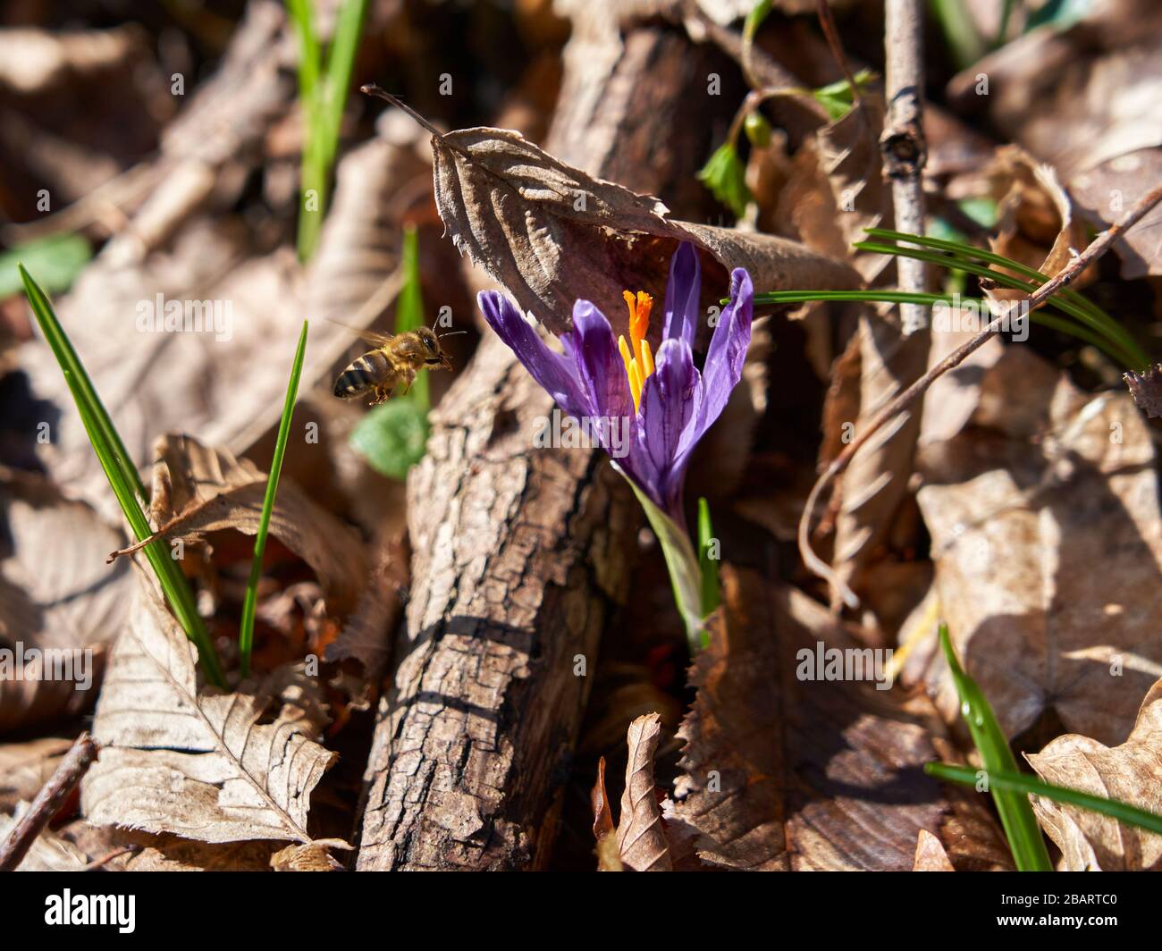 A flying bee approaching the crocus flower. Stock Photo