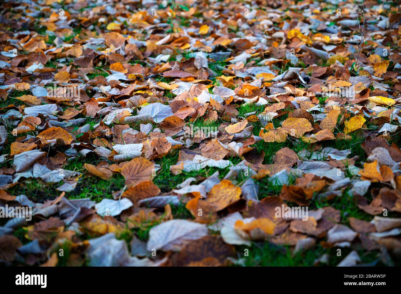 Bed of dead leaves in the forest. Stock Photo