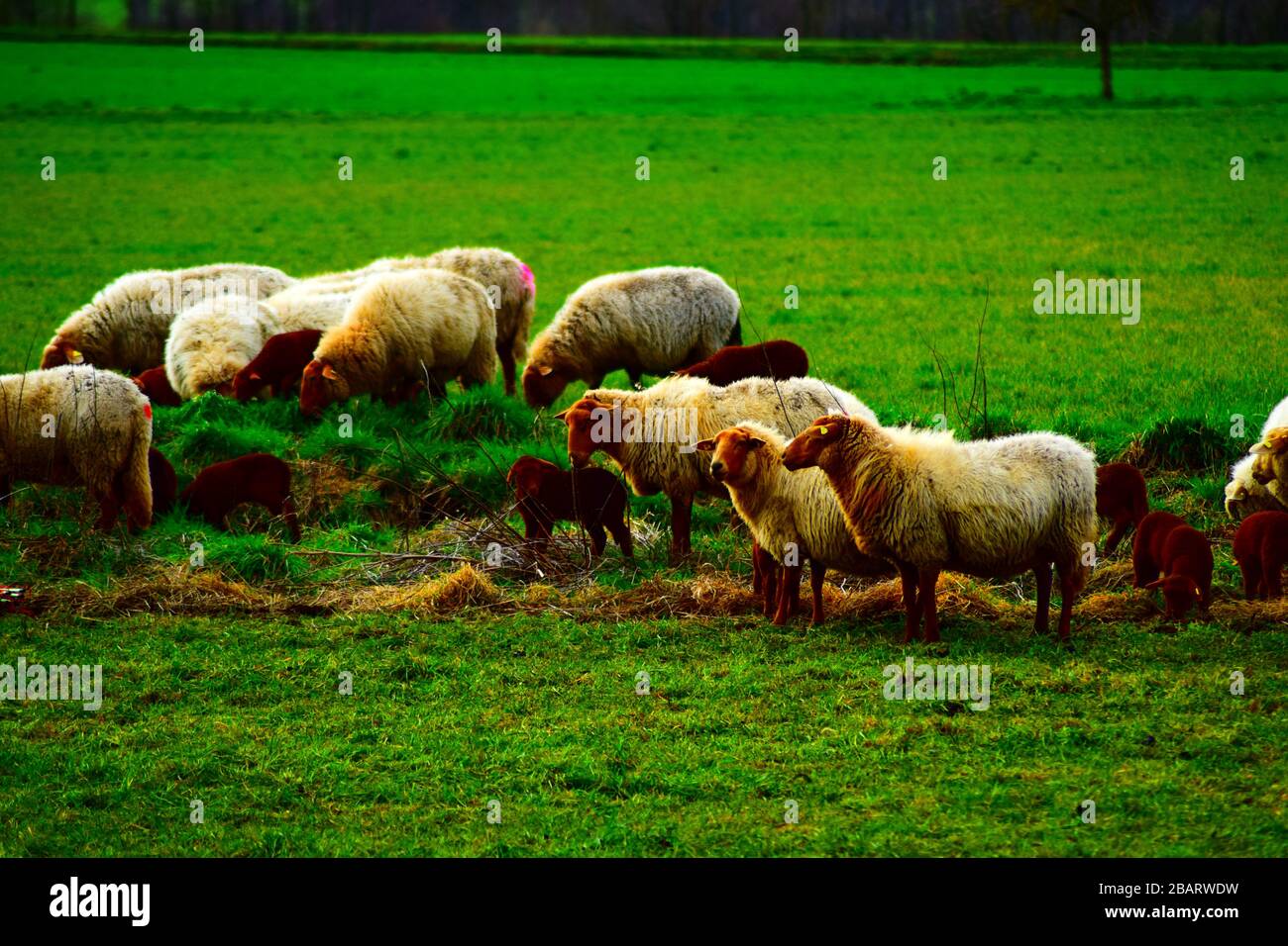 Sheep in green fields Stock Photo
