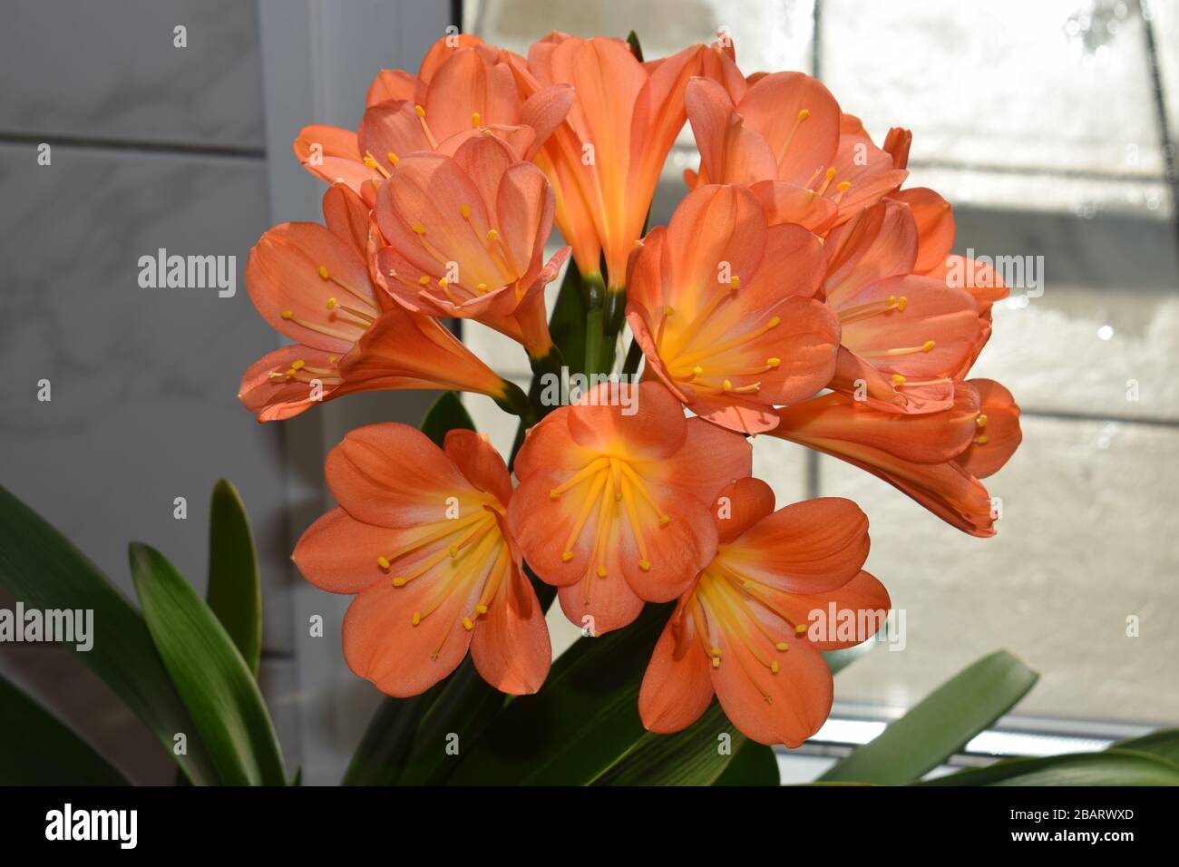 blooming spring flowers Stock Photo - Alamy
