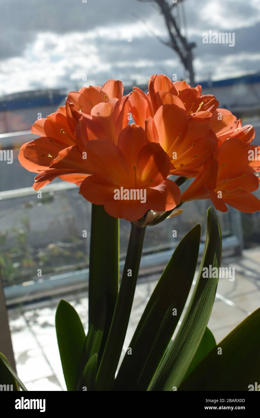 blooming spring flowers Stock Photo - Alamy