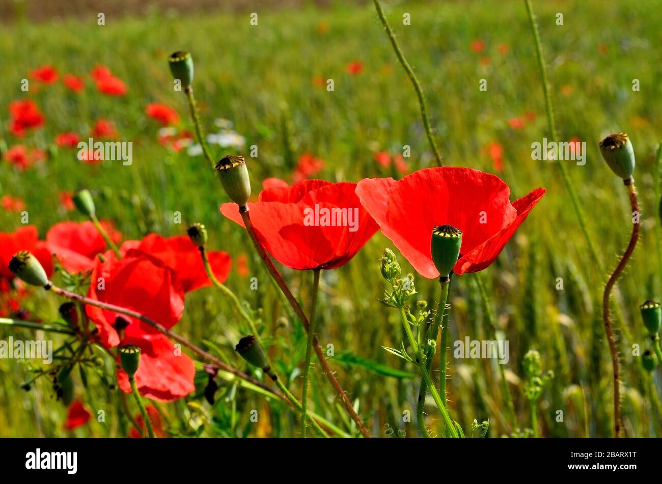 Beautiful poppy field sun hi-res stock photography and images - Alamy