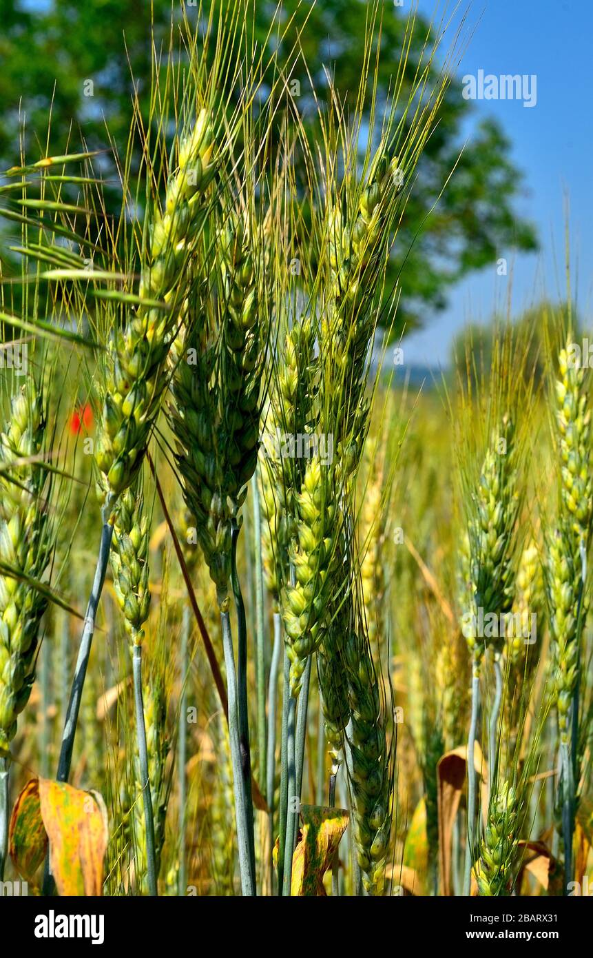 Close up of Golden Wheat Ear at Countryside in Transylvania. Stock Photo