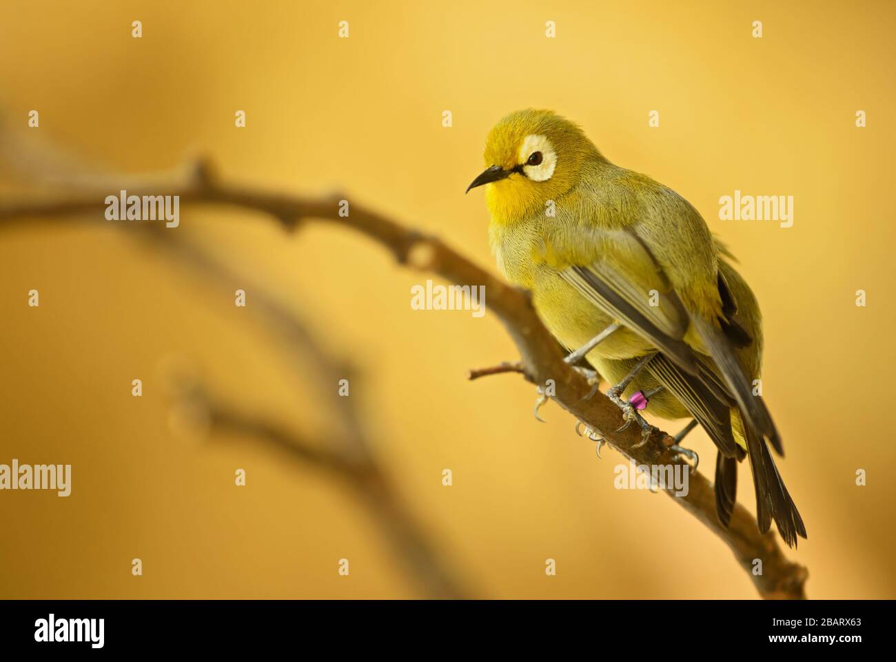 Indian White-eye - Zosterops palpebrosus, small beautiful yellow perching bird from India bushes and woodlands, India. Stock Photo