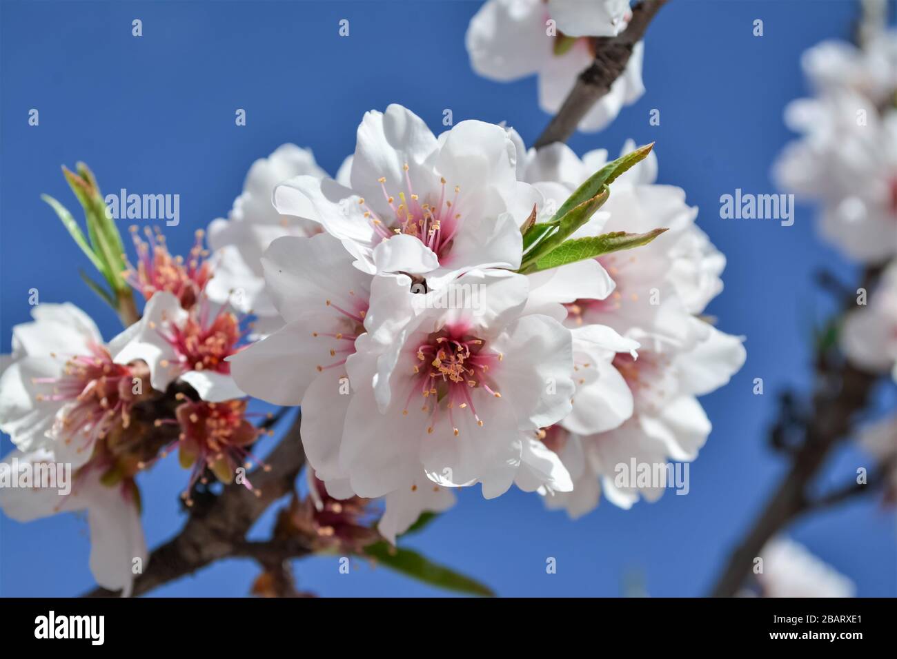 ALMOND TREE IN BLOOM,WHITE FLOWERS Stock Photo Alamy
