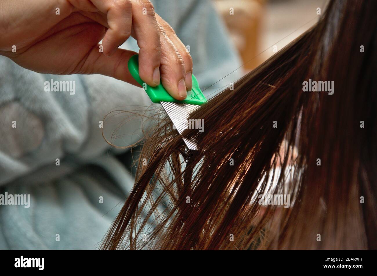 Head lice and nits treatment using a detection comb to find and remove nits. Stock Photo