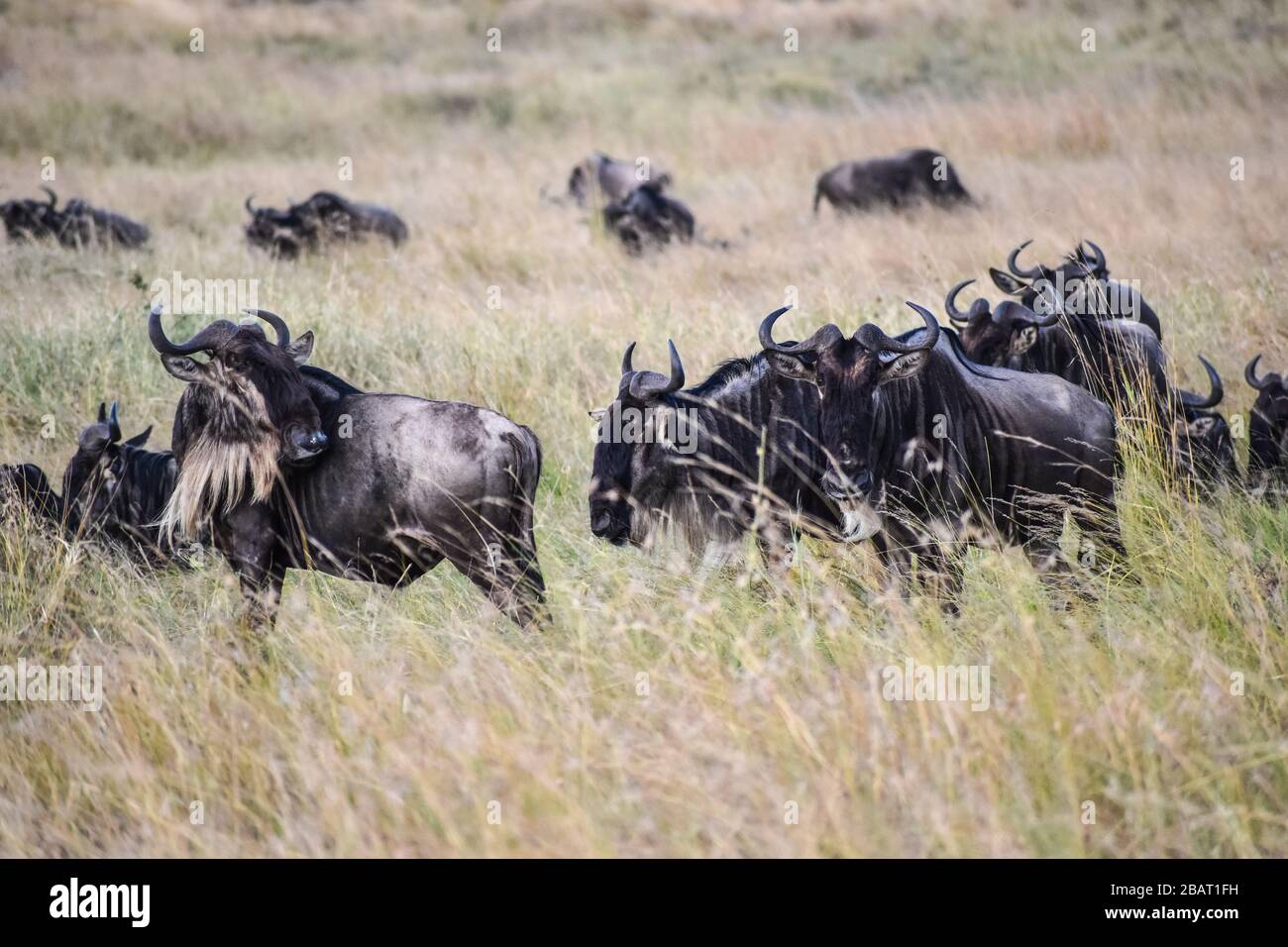 Wildebeests grazing during the great migration. Stock Photo