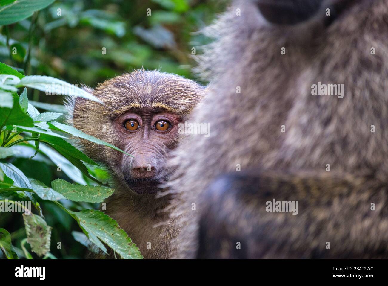 A baby baboon cautiously peaks out from hiding behind its mother in Lake Nakuru National Park, Kenya Stock Photo