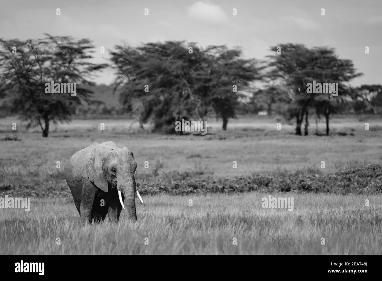 A lone Elephant in the grass with trees in the background, Amboseli National Park, Kenya in Black and White Stock Photo