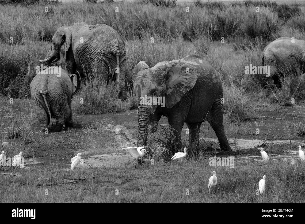 A group of young Elephants playing in a puddle in Amboseli National Park, Kenya, in Black and White Stock Photo