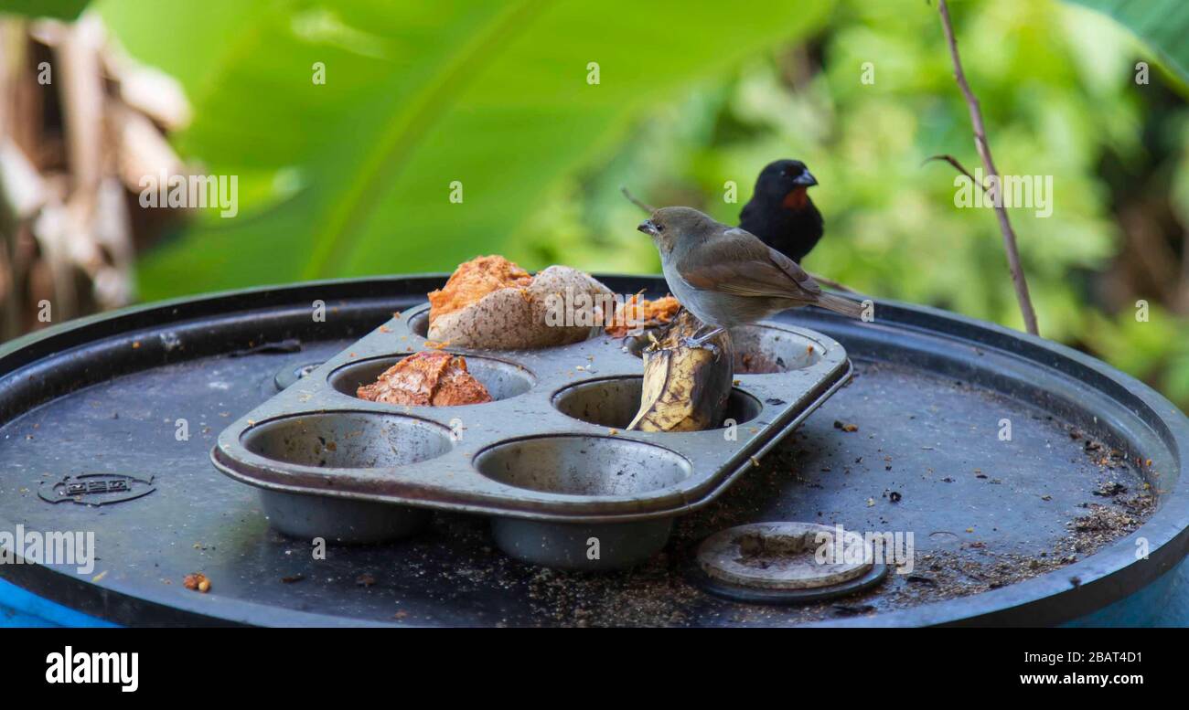 Light brown and gray (female) and black with red crest (male) Saint Lucian Black Finches (Moisson Pied Blanc) about to feed on banana and mummy apple Stock Photo