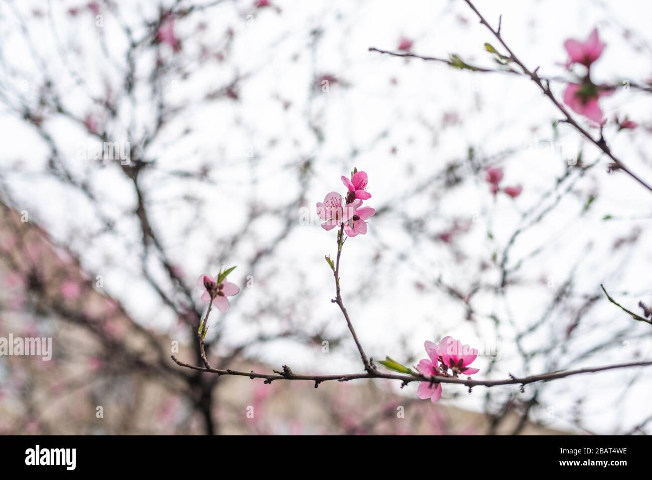 Wild cherry or cherry blossoms in the spring season. Branches on a tree against the sky. Pink flowers Stock Photo