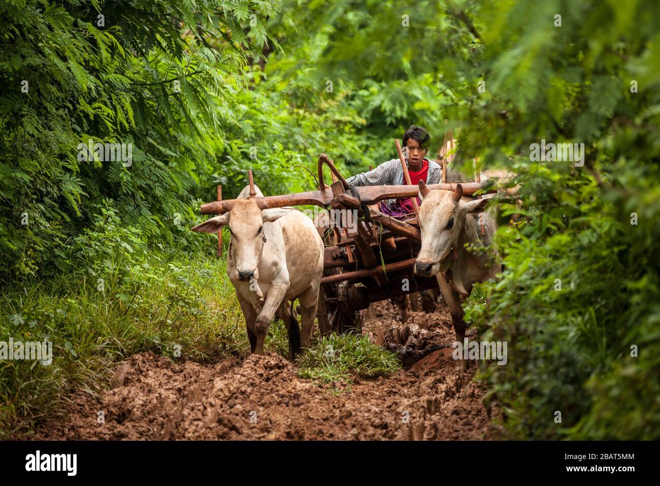 Boy riding an ox cart. Inle Lake, Myanmar Stock Photo