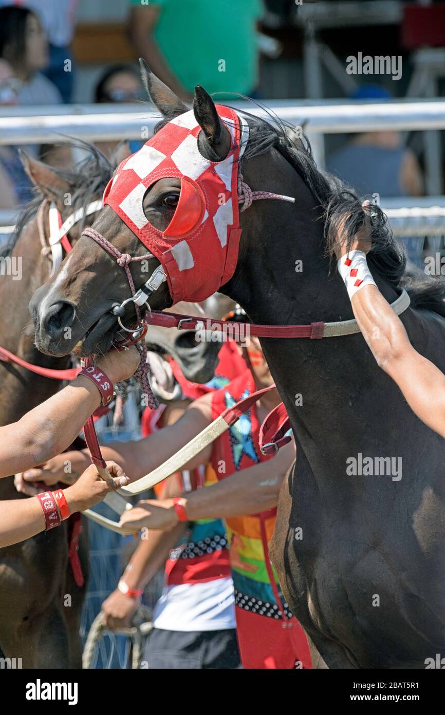 Piikani Nation Indian Relay (horse) Race in Brocket, Alberta Canada