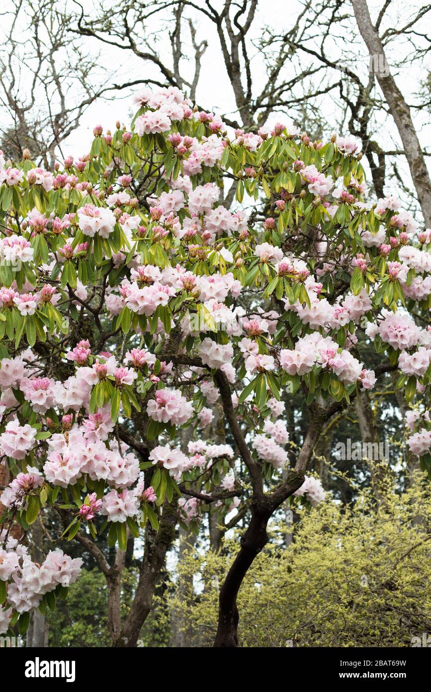 Rose Tree Rhododendrum Rhododendron arboreum var roseum hi-res stock photography and images ...