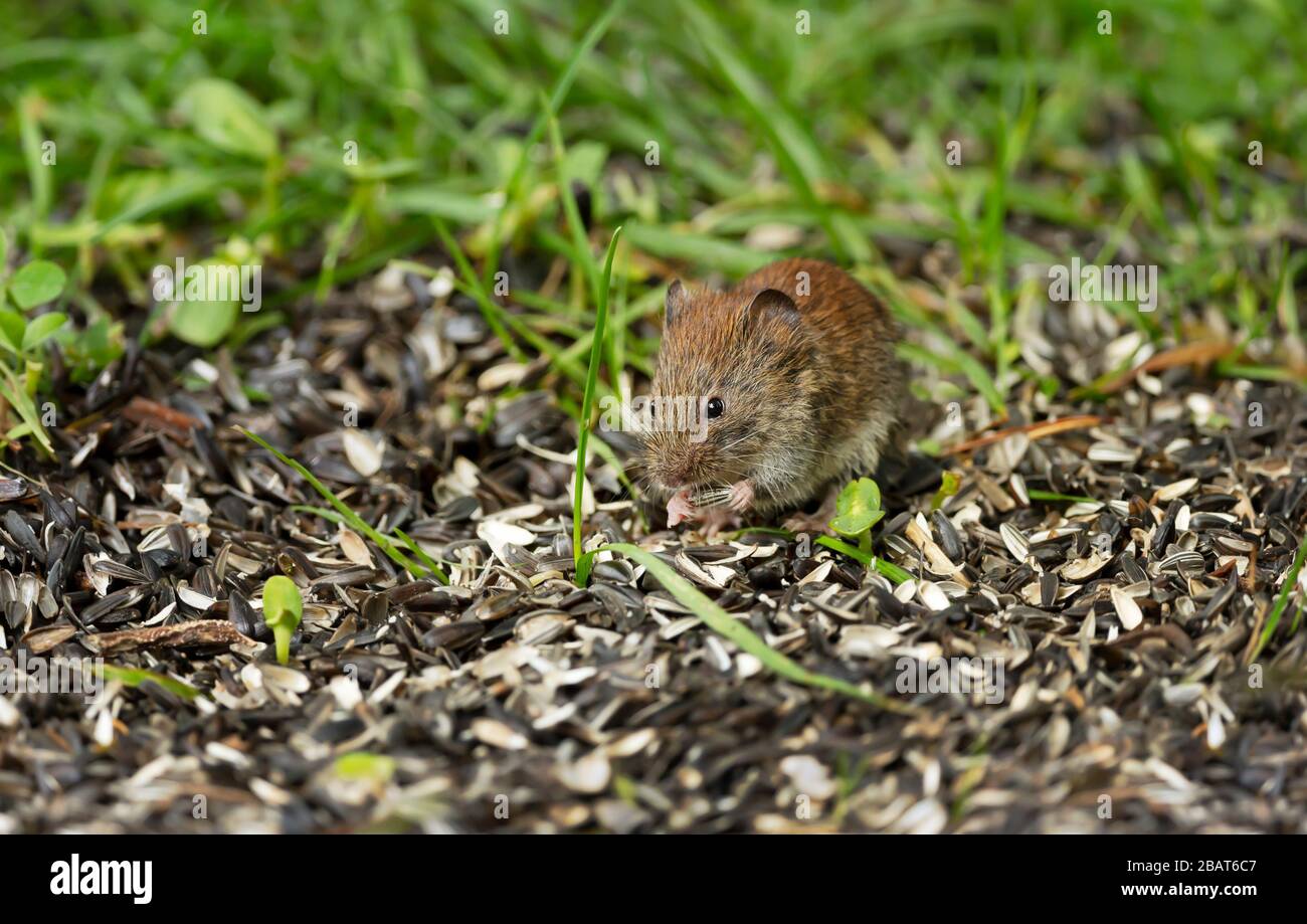 Mouse feeding hi-res stock photography and images - Alamy